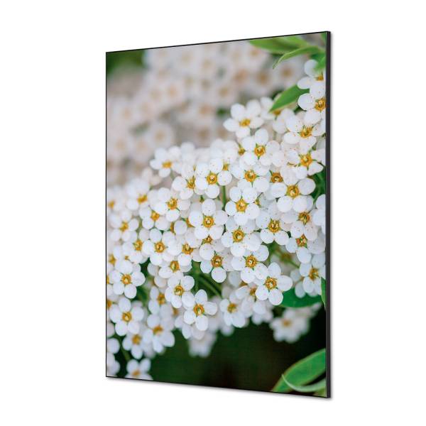 Spannstoff Wanddekoration SET A1 Weiße Blume Spirea