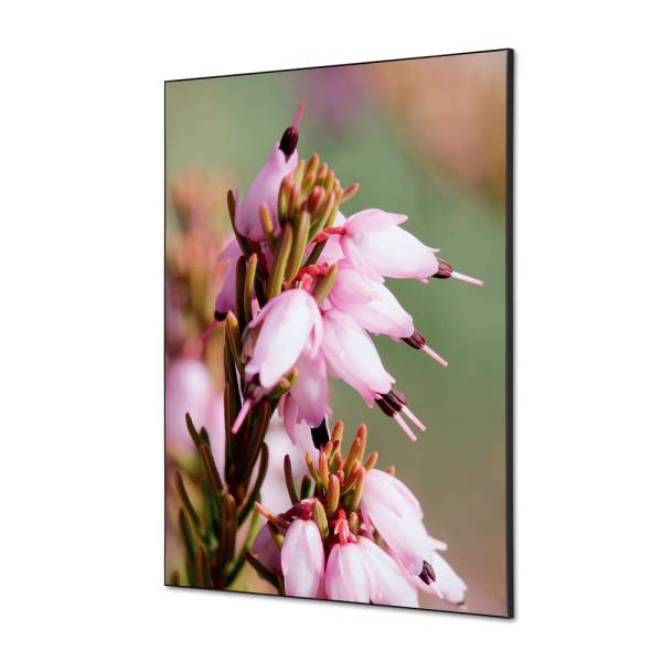 Spannstoff Wanddekoration SET A1 Pinke Blume Erica